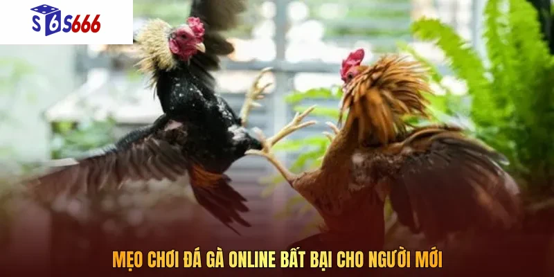 Lựa chọn mức tiền ở các trận đấu chọi gà sao cho phù hợp