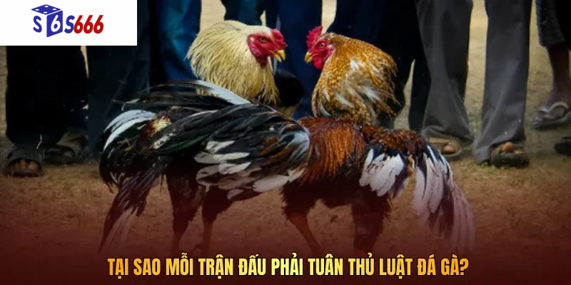 Nội dung luật chặt chẽ giúp ban tổ chức thiết lập các quy tắc