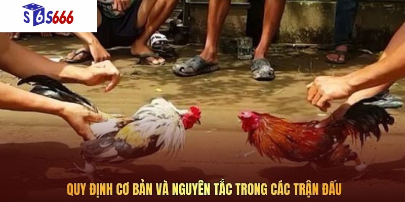 Quy định cơ bản và nguyên tắc trong các trận đấu